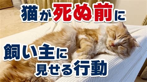 猫死|【猫が死ぬ前にする行動】後悔しない最期の看取り方は？